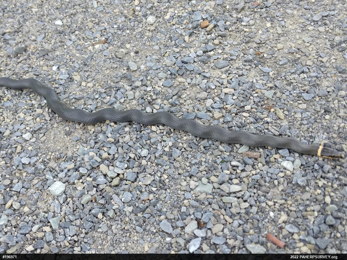 Northern Ring-necked Snake