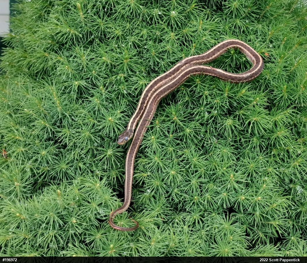 Eastern Gartersnake
