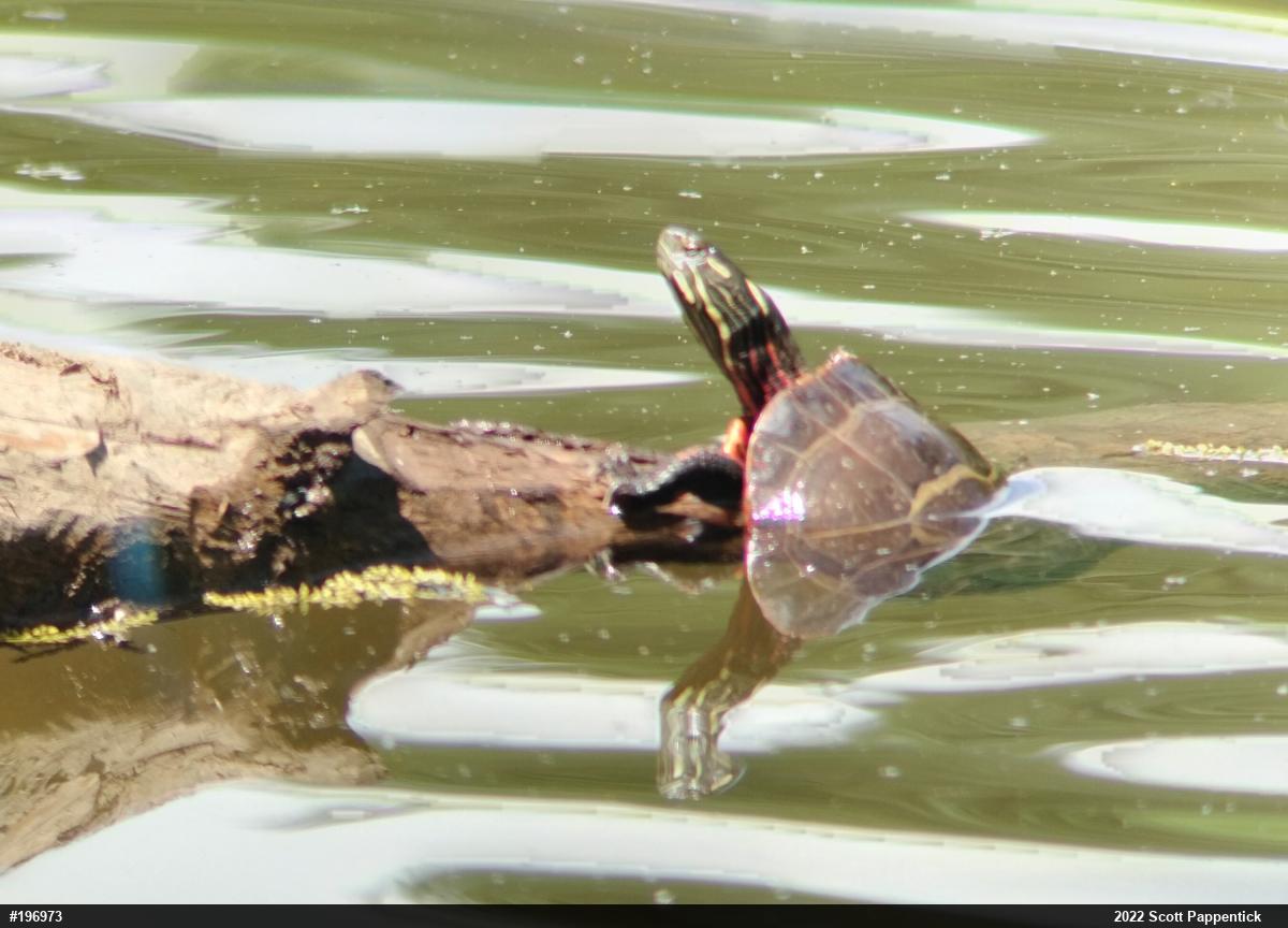 Eastern Painted Turtle