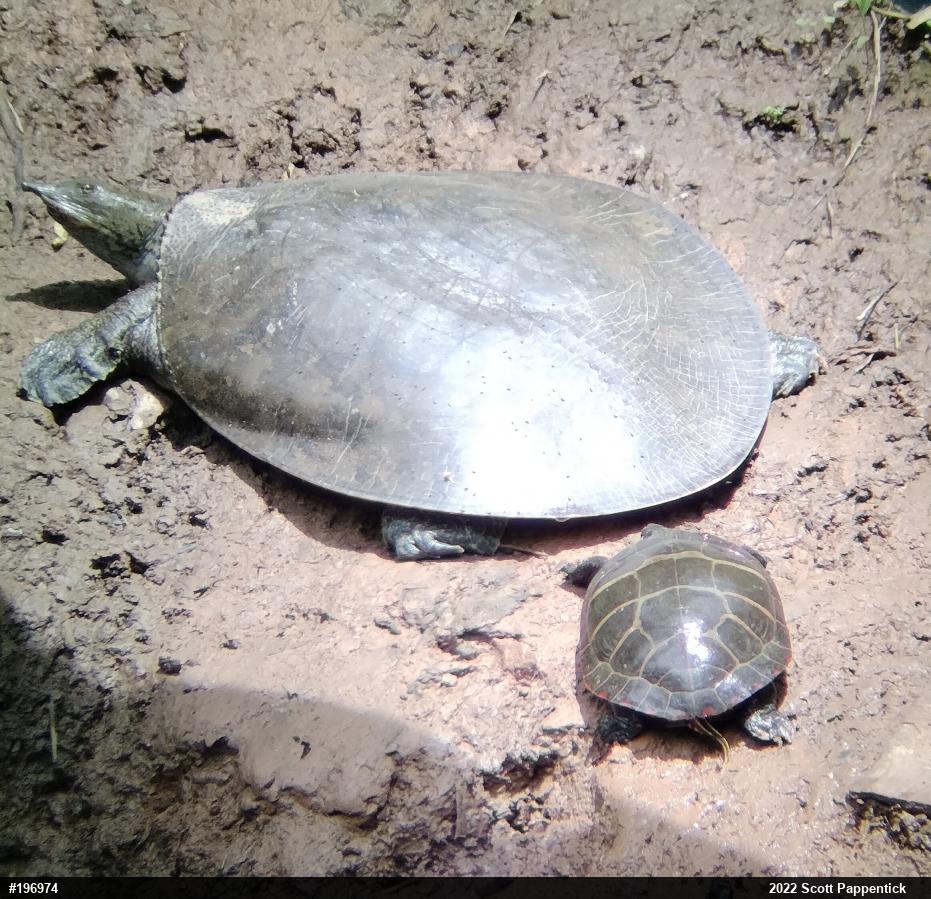 Eastern Spiny Softshell