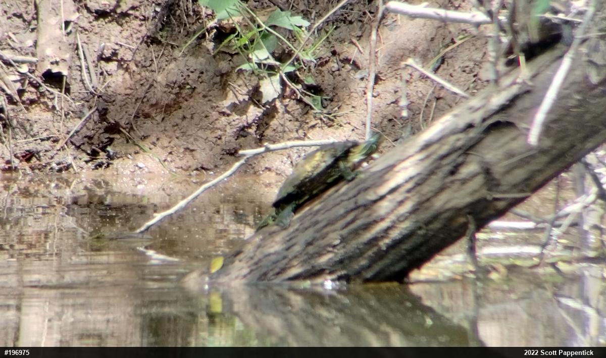 Northern Map Turtle
