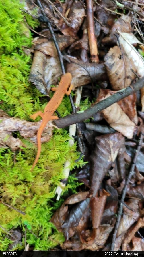 Red-spotted Newt