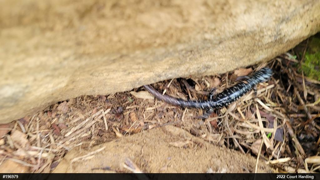 Northern Slimy Salamander