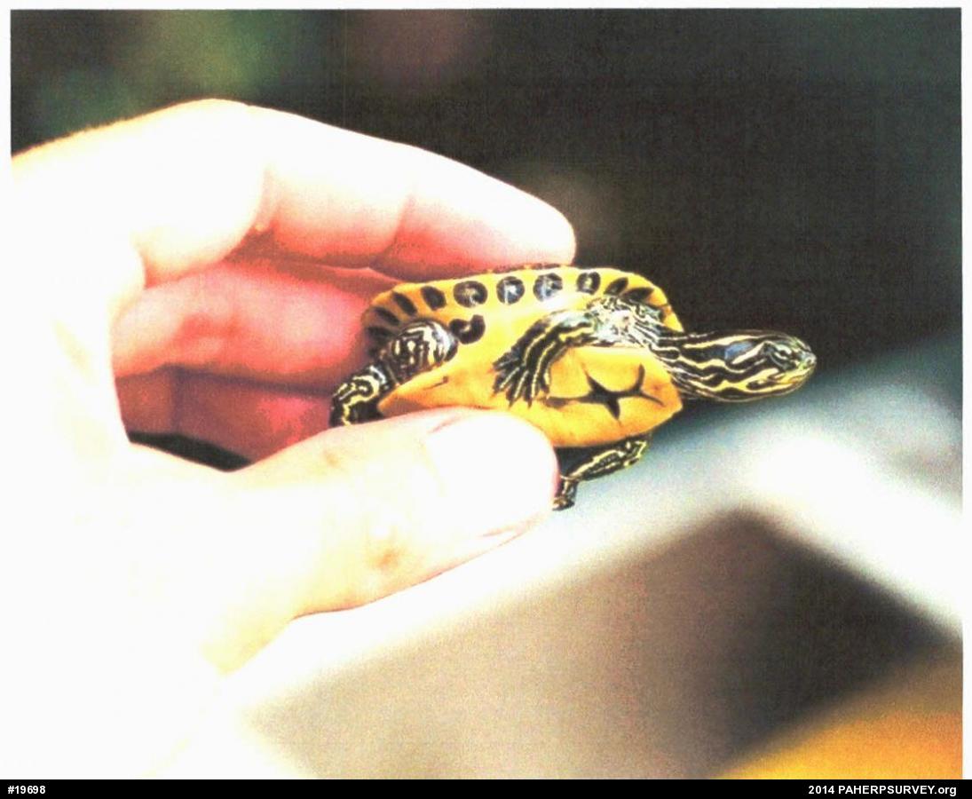 Pond Slider