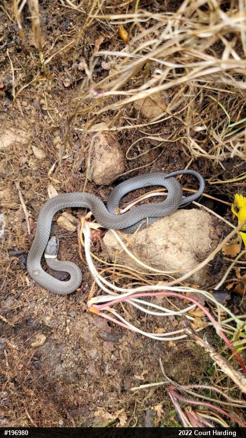 Northern Ring-necked Snake