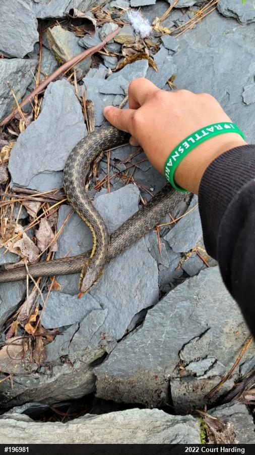 Eastern Gartersnake