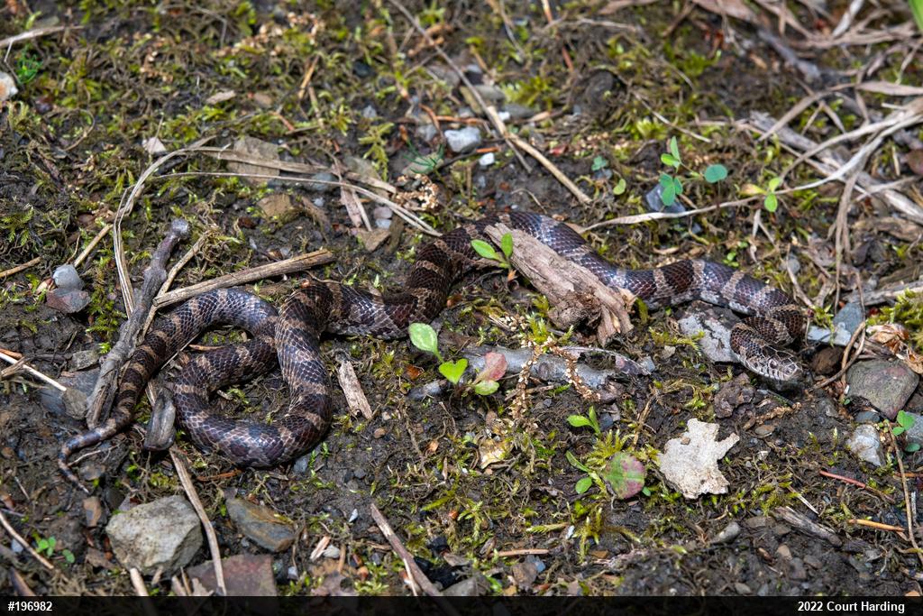 Eastern Milksnake