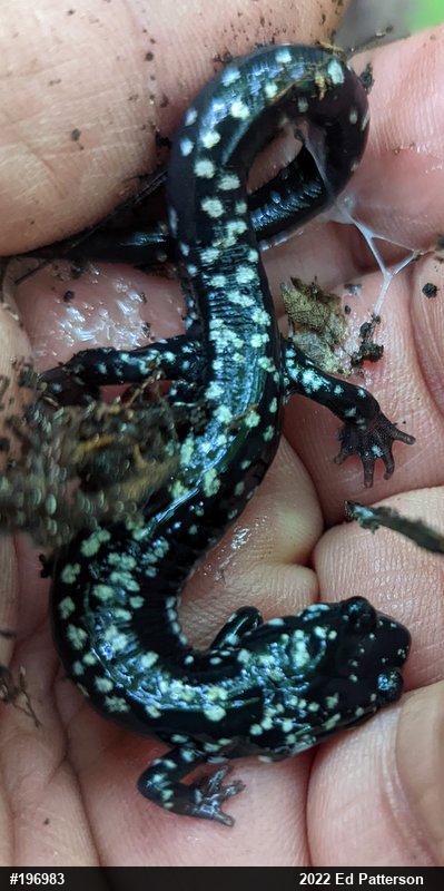 Northern Slimy Salamander