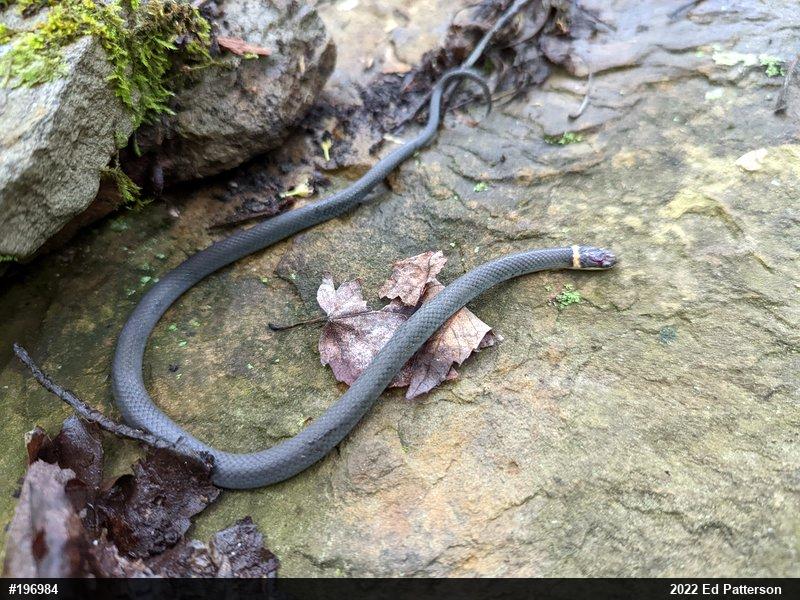 Northern Ring-necked Snake