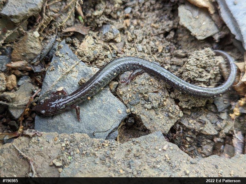 Valley And Ridge Salamander