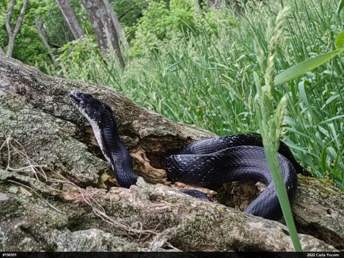 Eastern Ratsnake