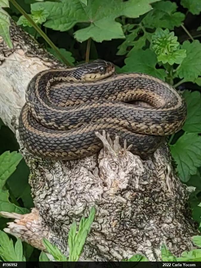 Eastern Gartersnake
