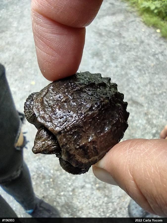 Snapping Turtle