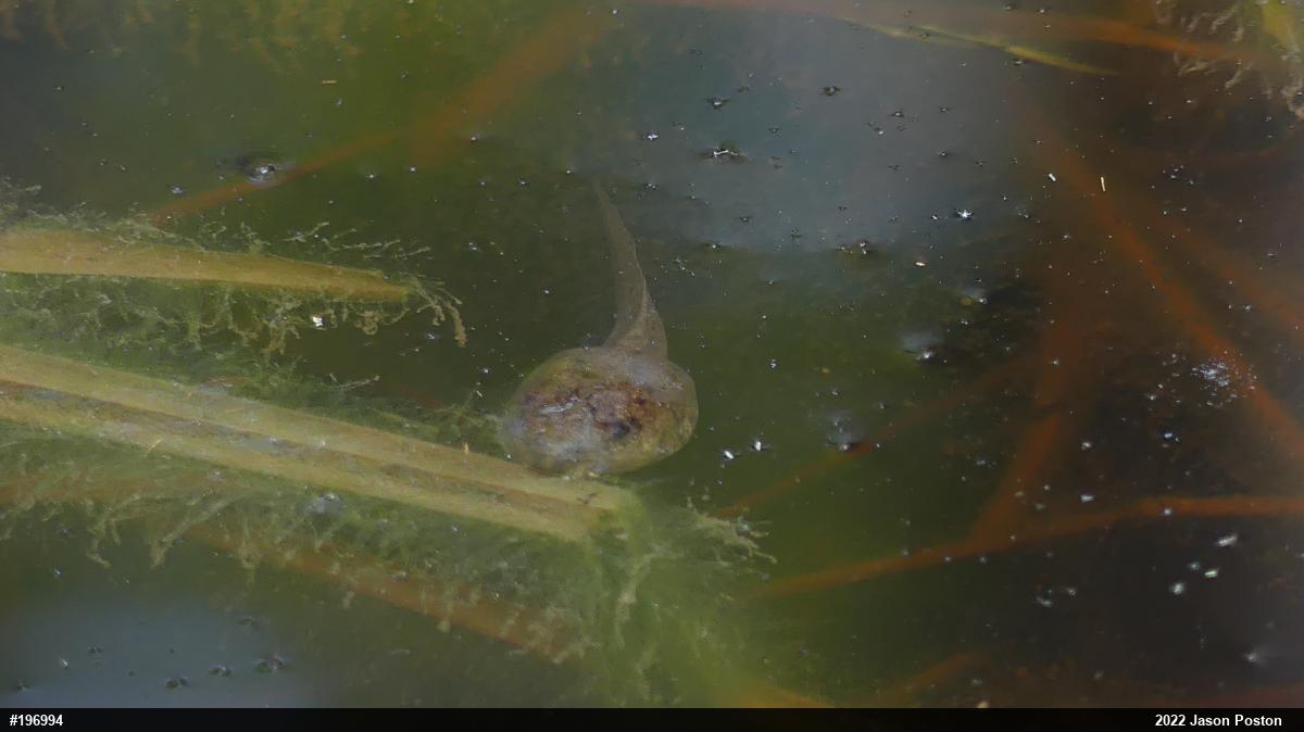 Green Frog