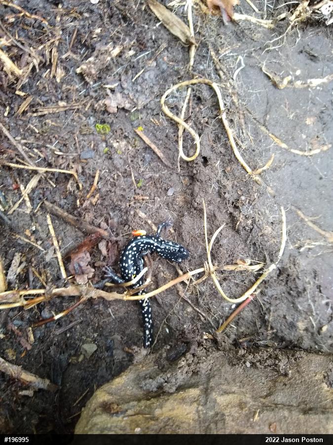 Northern Slimy Salamander