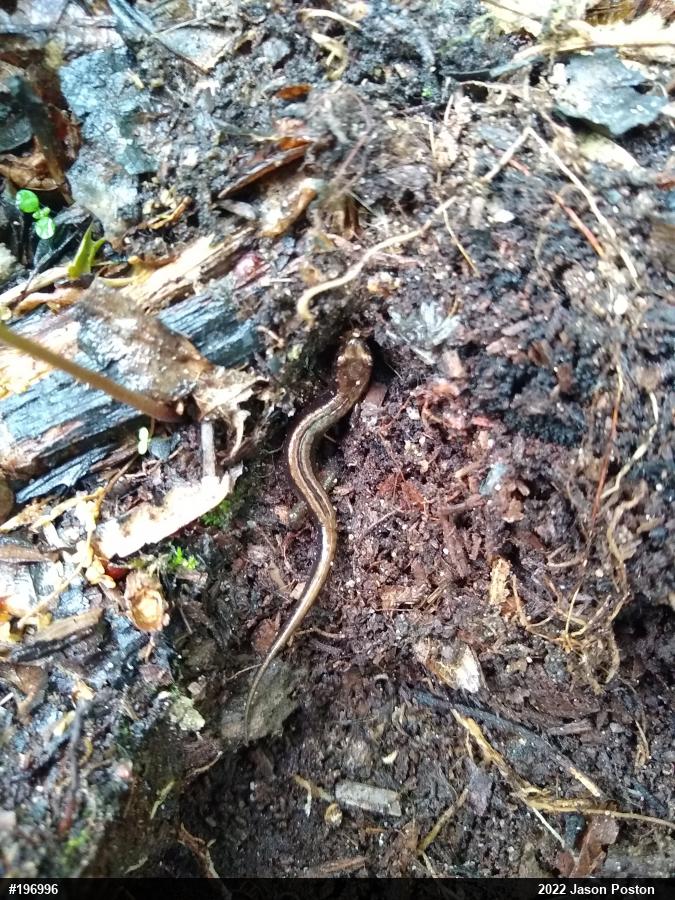 Allegheny Mountain Dusky Salamander