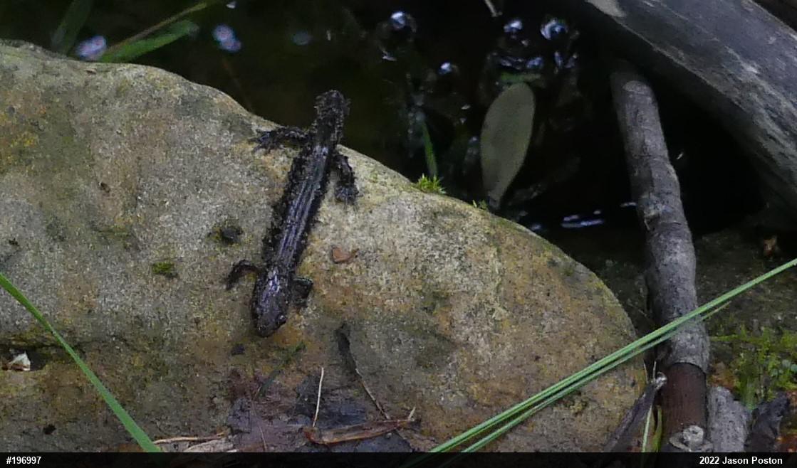 Allegheny Mountain Dusky Salamander