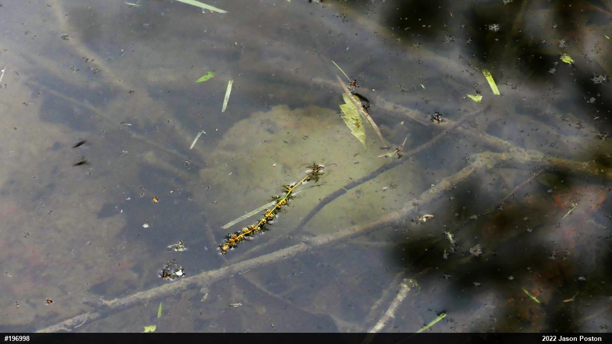 Spotted Salamander