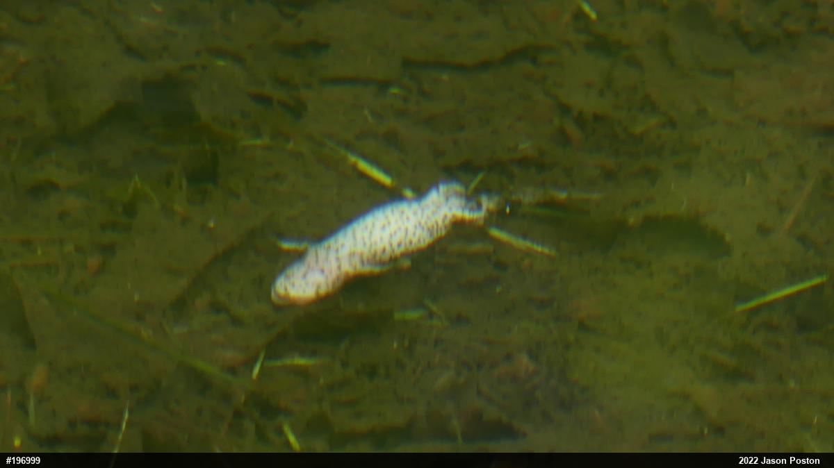 Red-spotted Newt