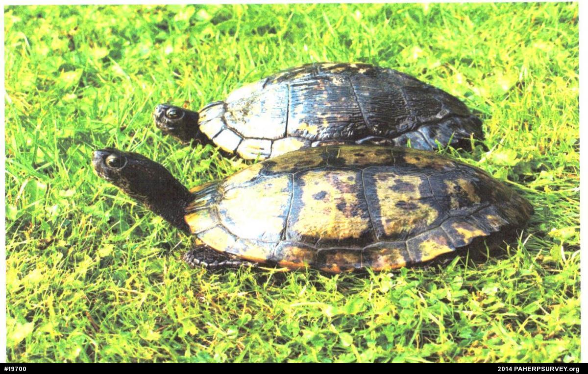 Red-eared Slider