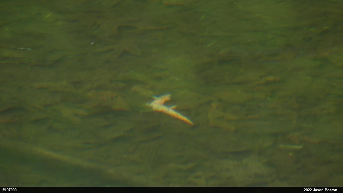 Northern Red Salamander