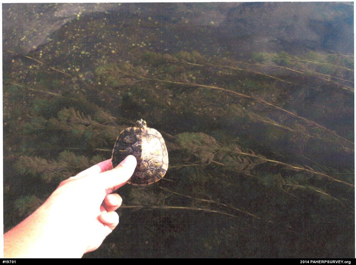 Red-eared Slider