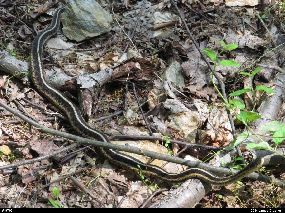 Eastern Gartersnake