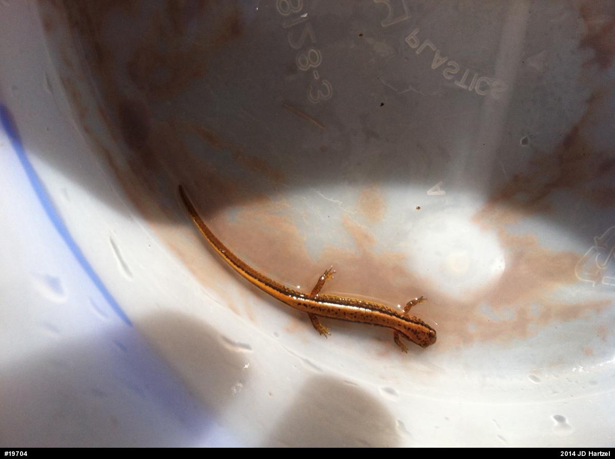 Northern Two-lined Salamander