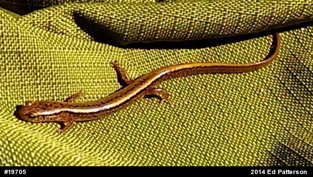 Northern Two-lined Salamander