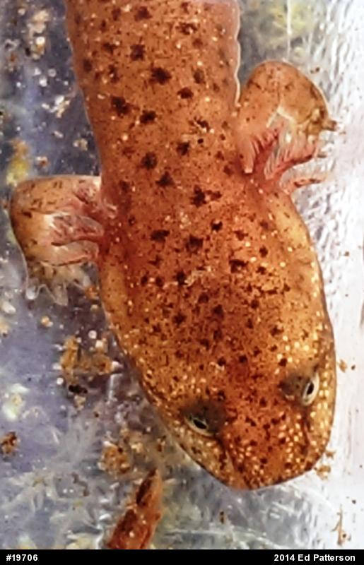 Northern Red Salamander
