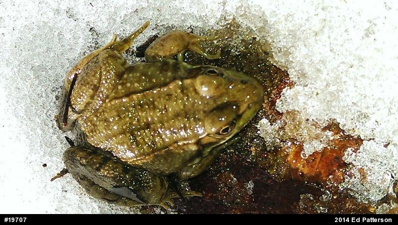 Green Frog