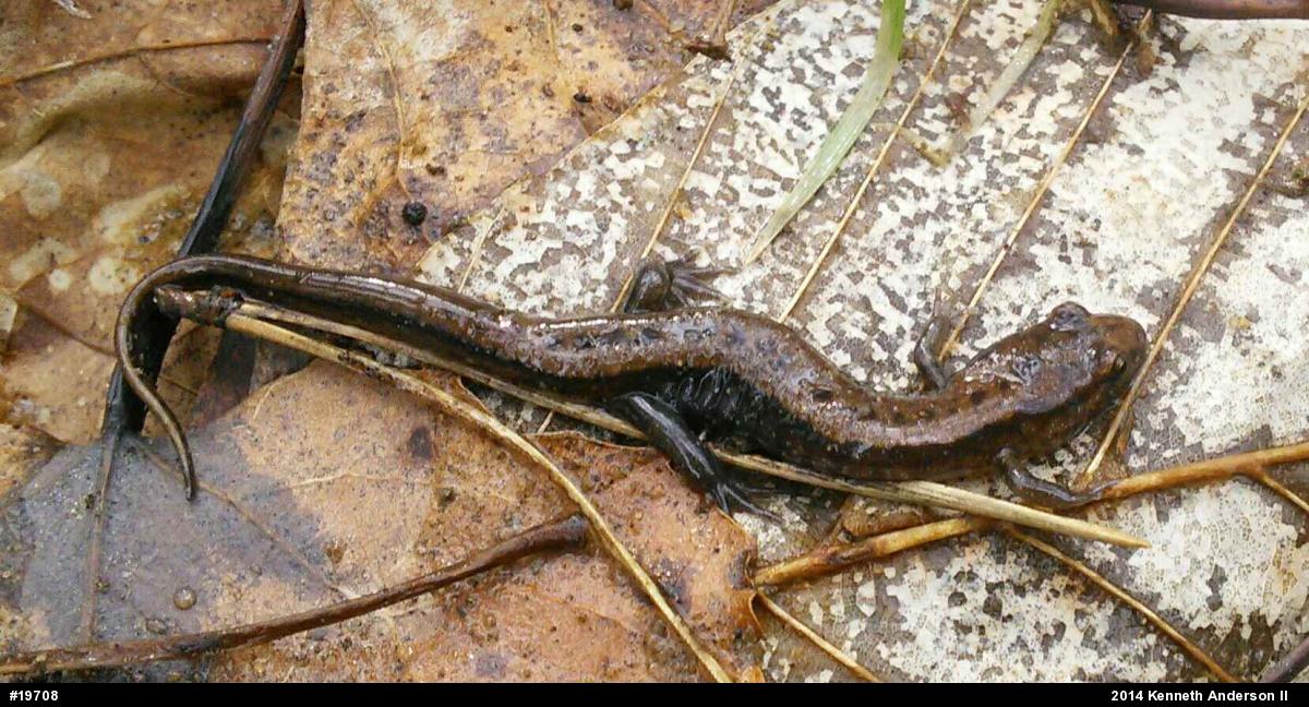 Allegheny Mountain Dusky Salamander