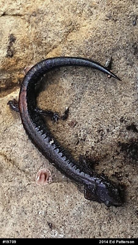 Eastern Red-backed  Salamander