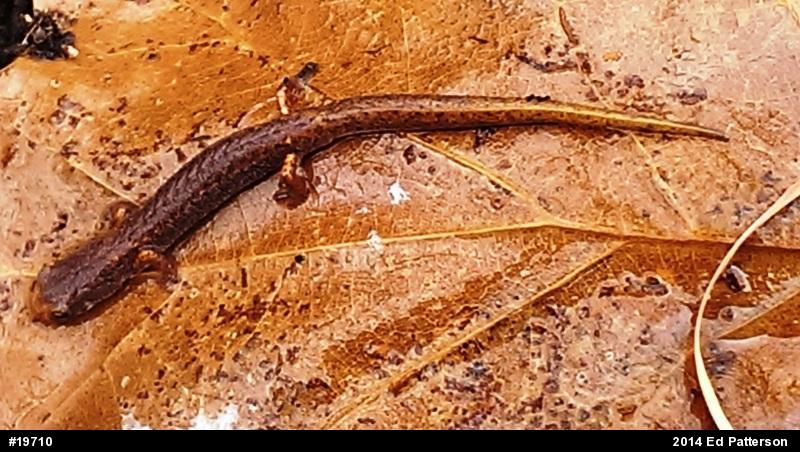 Four-toed Salamander