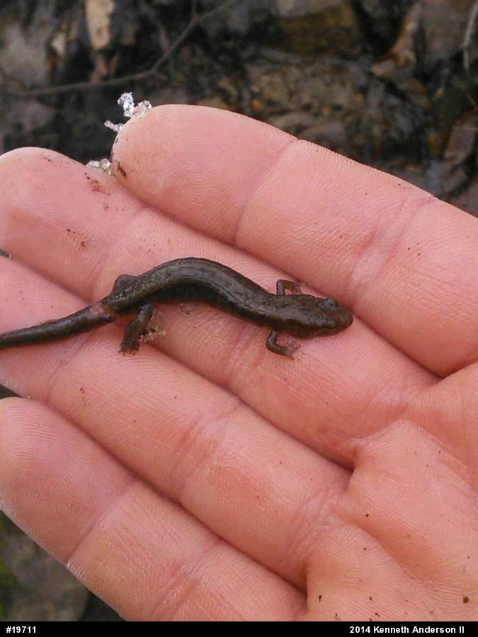 Allegheny Mountain Dusky Salamander