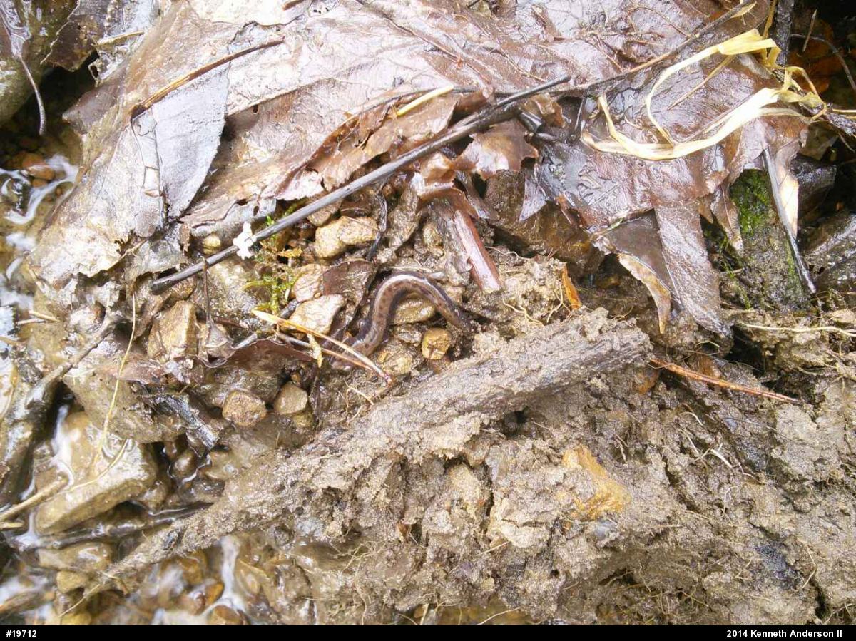 Allegheny Mountain Dusky Salamander