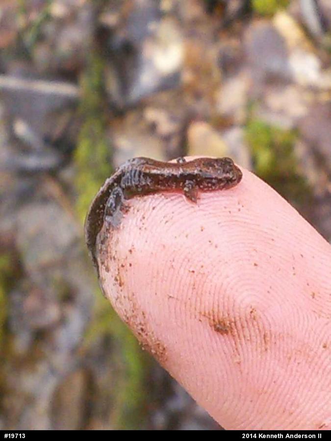 Northern Dusky Salamander