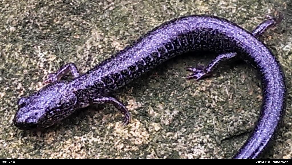 Valley And Ridge Salamander