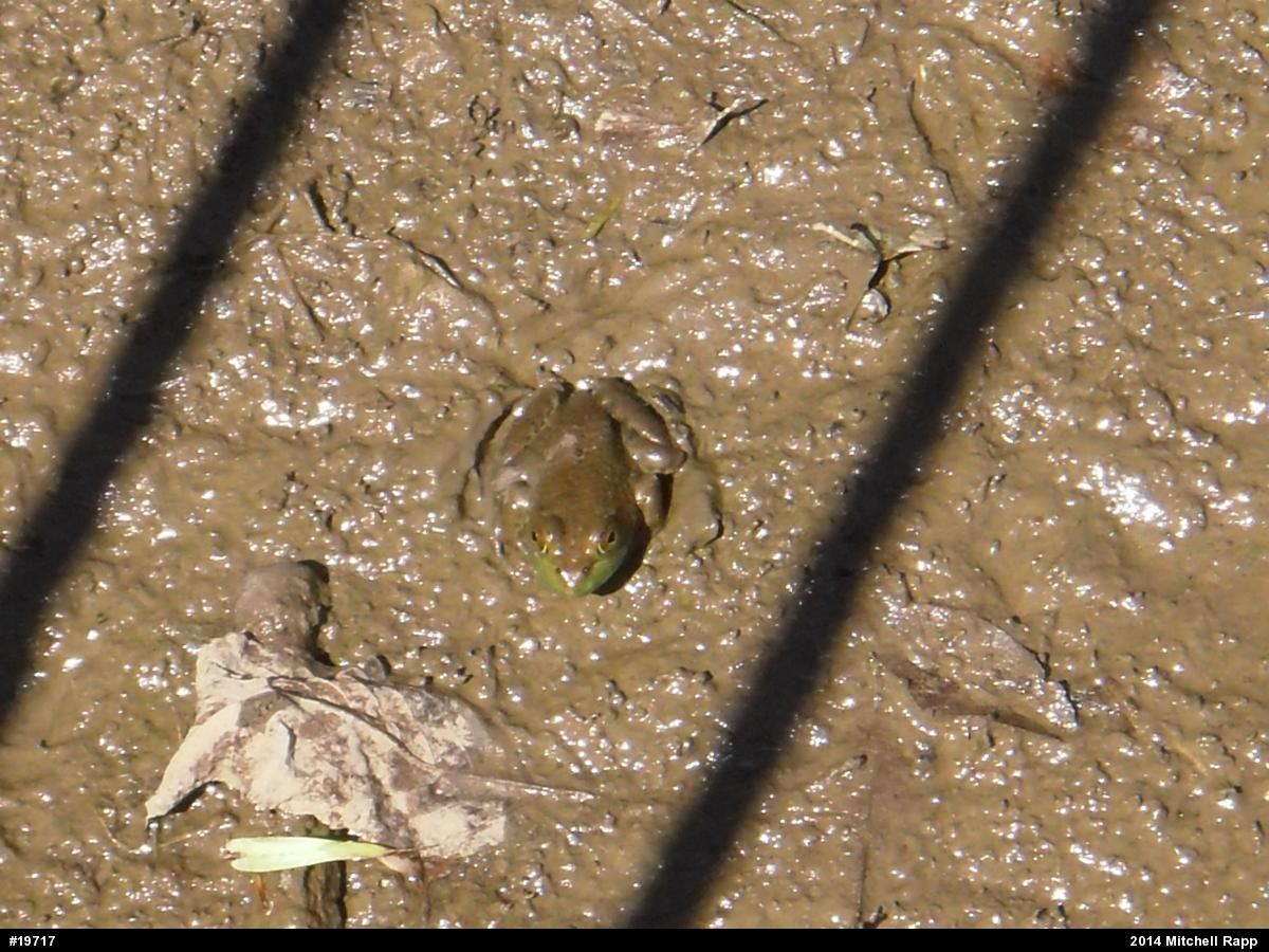 American Bullfrog