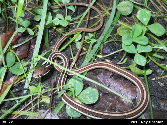 Northern Ribbonsnake