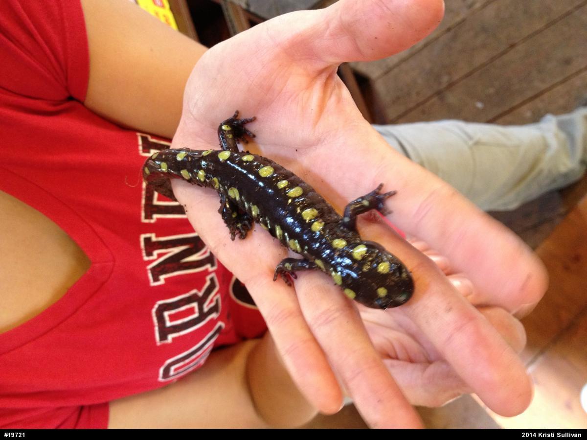 Spotted Salamander