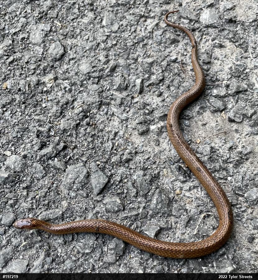 Red-bellied Snake
