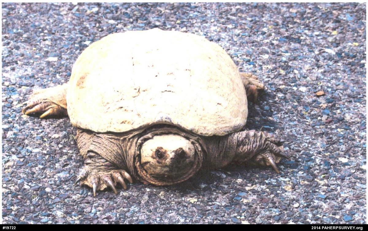 Snapping Turtle