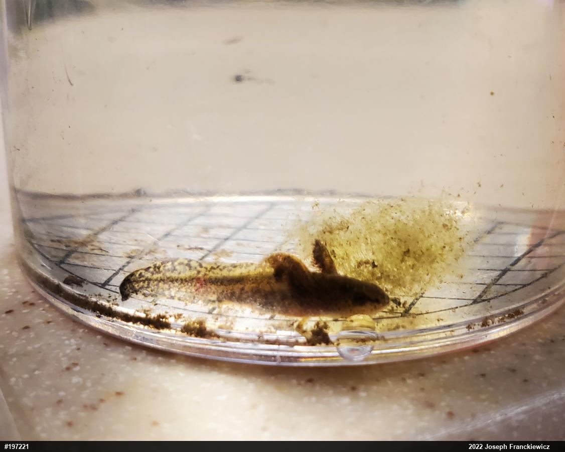 Mole Salamanders