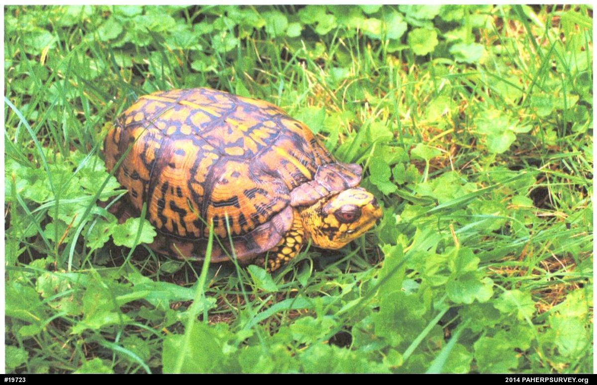 Eastern Box Turtle