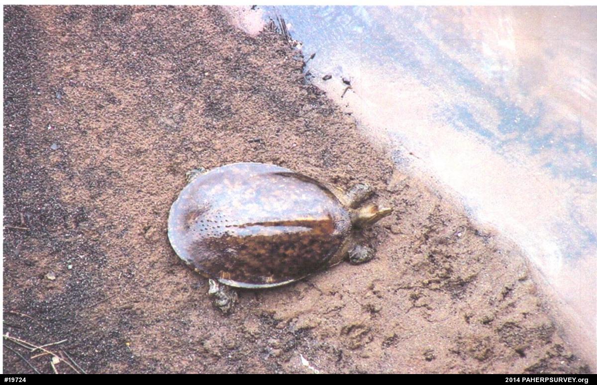 Eastern Spiny Softshell
