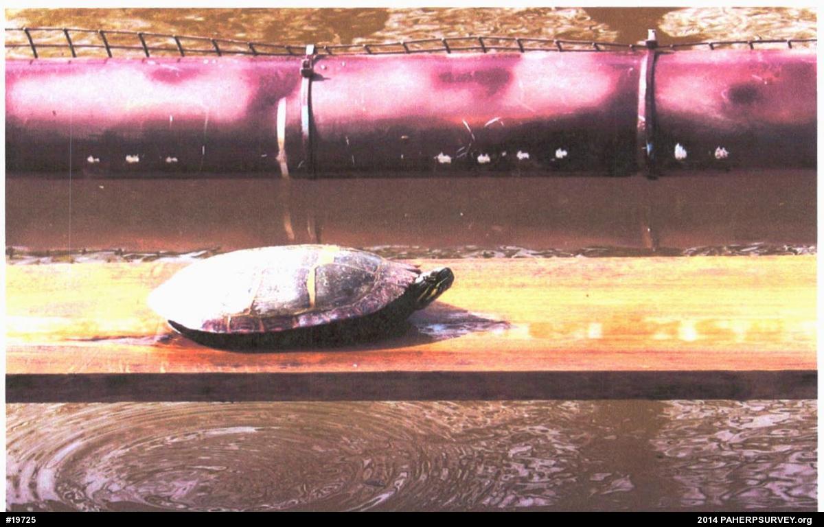Painted Turtle