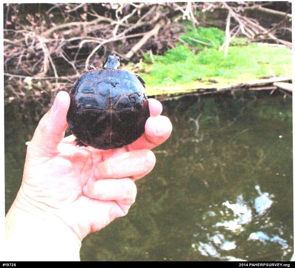 Painted Turtle