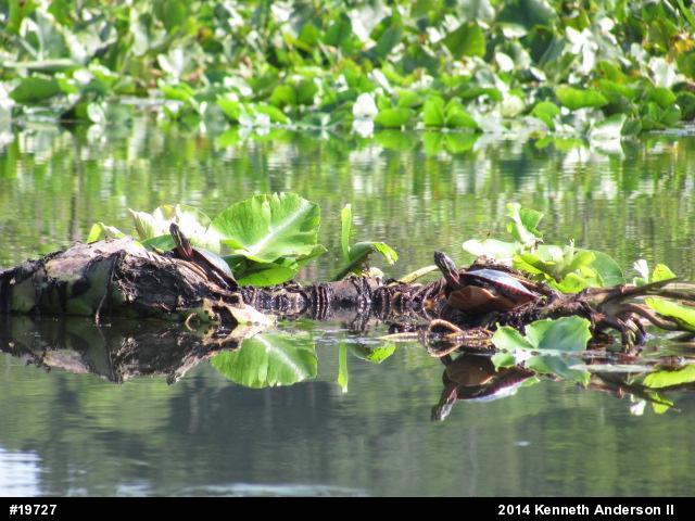Painted Turtle