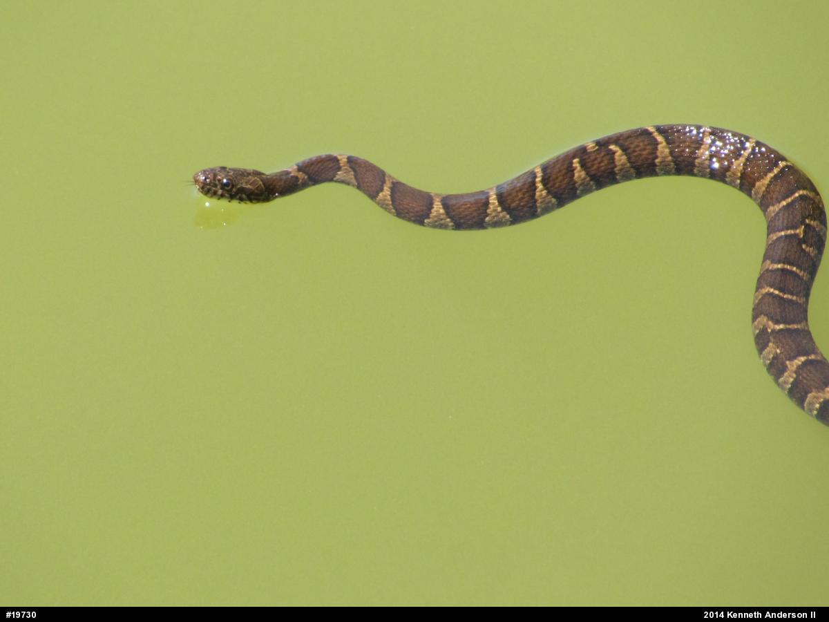 Northern Watersnake